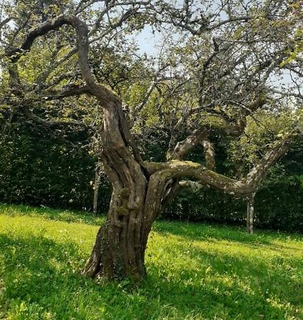 Maison Chaleureuse Et Ecologique Villa Coyriere Dış mekan fotoğraf